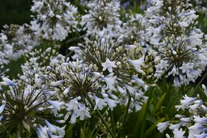 Agapanthus 'Enigma' (bladhoudend)