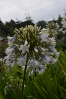 Agapanthus 'Enigma' (bladhoudend)