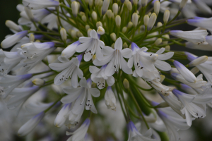 Agapanthus 'Enigma' (bladhoudend)