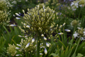 Agapanthus 'Enigma' (bladhoudend)