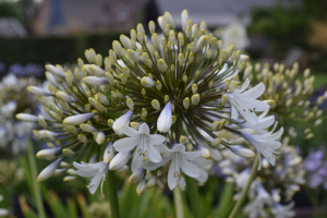 Agapanthus 'Enigma' (bladhoudend)