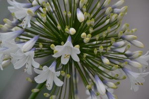 Agapanthus 'Enigma' (bladhoudend)