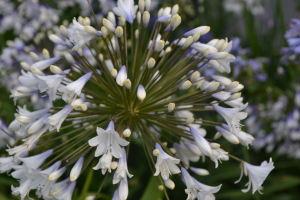 Agapanthus 'Enigma' (bladhoudend)