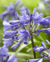 Agapanthus 'Ever Saphire ®' (bladhoudend)