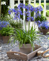 Agapanthus 'Ever Saphire ®' (bladhoudend)