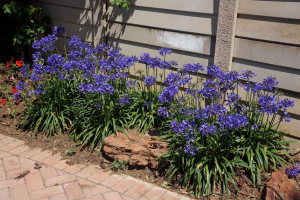 Agapanthus 'Ever Saphire ®' (bladhoudend)