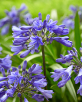 Agapanthus 'Ever Saphire ®' (bladhoudend)