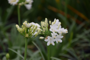 Duplicaat van Agapanthus 'Ever white ®' (bladhoudend)