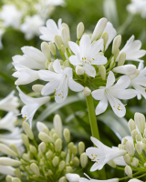 Duplicaat van Agapanthus 'Ever white ®' (bladhoudend)