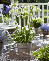 Duplicaat van Agapanthus 'Ever white ®' (bladhoudend)