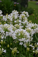 Agapanthus 'Ever white ®' (bladhoudend)