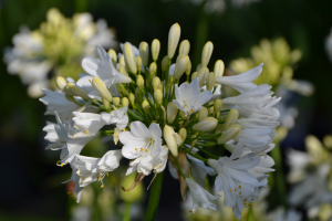Agapanthus 'Ever white ®' (bladhoudend)