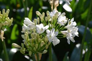 Agapanthus 'Ever white ®' (bladhoudend)