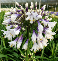 Agapanthus 'Fireworks ®' (bladhoudend)