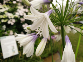 Agapanthus 'Fireworks ®' (bladhoudend)