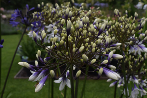 Agapanthus 'Fireworks ®' (bladhoudend)