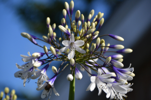 Agapanthus 'Fireworks ®' (bladhoudend)