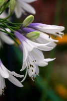 Agapanthus 'Fireworks ®' (bladhoudend)