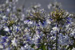 Agapanthus 'Fireworks ®' (bladhoudend)