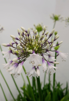 Agapanthus 'Fireworks ®' (bladhoudend)