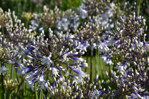 Agapanthus 'Fireworks ®' (bladhoudend)