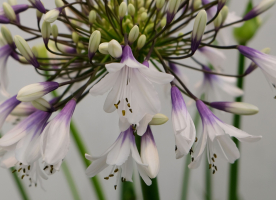 Agapanthus 'Fireworks ®' (bladhoudend)