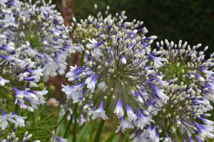 Agapanthus 'Fireworks ®' (bladhoudend)