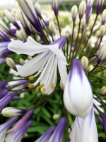 Agapanthus 'Fireworks ®' (bladhoudend)