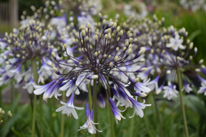 Agapanthus 'Fireworks ®' (bladhoudend)