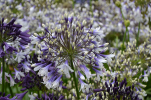 Agapanthus 'Fireworks ®' (bladhoudend)