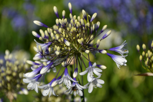 Agapanthus 'Fireworks ®' (bladhoudend)