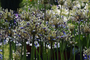 Agapanthus 'Fireworks ®' (bladhoudend)