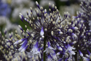 Agapanthus 'Fireworks ®' (bladhoudend)