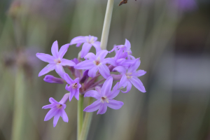 Tulbaghia 'Flamingo ®'
