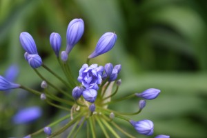 Agapanthus  'Flore pleno' (bladhoudend)