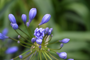 Agapanthus  'Flore pleno' (à feuillage persistant)
