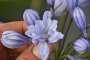 Agapanthus  'Flore pleno' (bladhoudend)