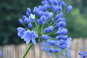 Agapanthus  'Flore pleno' (à feuillage persistant)