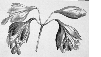 Agapanthus praecox 'Flore pleno' (à feuillage persistant)