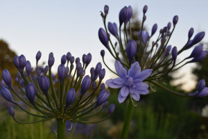 Agapanthus  'Flore pleno' (bladhoudend)