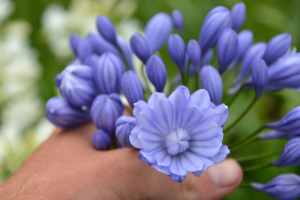 Agapanthus  'Flore pleno' (bladhoudend)