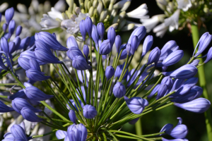 Agapanthus  'Flore pleno' (bladhoudend)