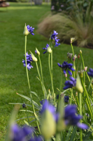 Agapanthus 'Flower of love ®' (bladverliezend)