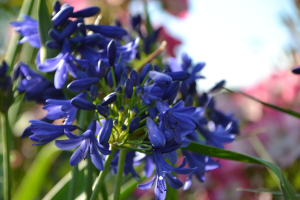 Agapanthus 'Flower of love ®' (bladverliezend)