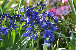 Agapanthus 'Flower of love ®' (bladverliezend)