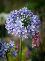 Agapanthus 'Full moon' (bladhoudend)