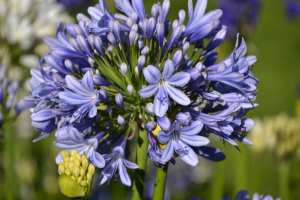 Agapanthus 'Full moon' (bladhoudend)