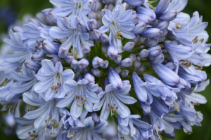 Agapanthus 'Full moon' (bladhoudend)