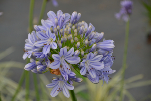 Agapanthus 'Full moon' (bladhoudend)