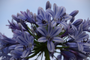 Agapanthus 'Full moon' (bladhoudend)